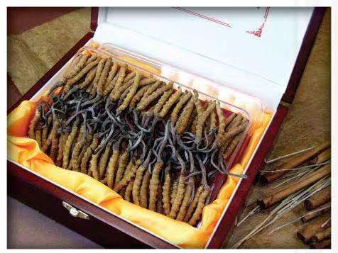 兴义冬虫夏草回收